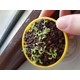 Etobur Bitkim Teraryumlu Her Şey Dahil Sinek Kapan Yetiştirme Kiti Venüs Çiçeği Tohumu Saksı Toprak