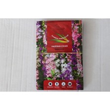 İstanbul Tohumculuk Hazeran Çiçeği