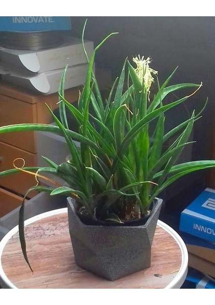 Bükülmüş Saksı - Geniş Sürüm. Pot De Fleurs Büyük Versiyonu Plastik Aparat