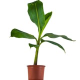 Grow Botanik Saksıda Muz Fidanı 2 Adet (Büyük Boy 80-100CM)