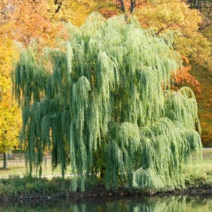 İdea Pazar Tüplü Salkım Söğüt Ağacı (Salix Bayblonica) Fidanı