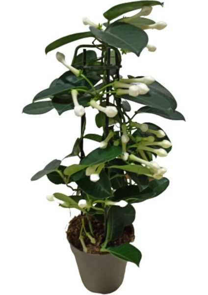 Bitki Fidanım Madagaskar Yasemini Stephanotis Çiçeği 40-50 cm