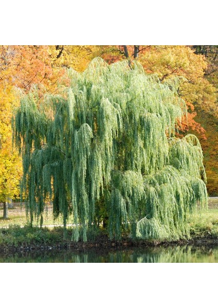 Tüplü Salkım Söğüt Ağacı (Salix Bayblonica) Fidanı (10 Adet)