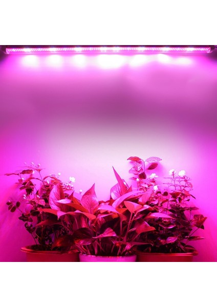 Grow LED Full Spektrum LED Bitki Büyütme Ledi 12V Şeffaf KAPAK-50CM-2AMPER 12VOL