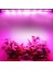 Grow LED Full Spektrum LED Bitki Büyütme Ledi 12V Opak KAPAK-50CM-10AMPER 12VOLT 1