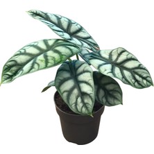 Betonish Alocasia Baginda 'silver Dragon'