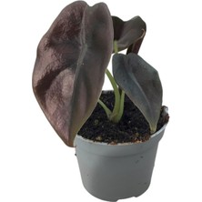 Betonish Alocasia Cuprea (Fil Kulağı)