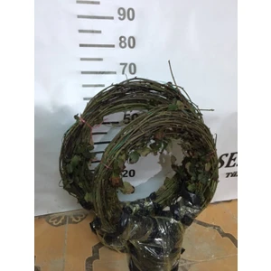 7-8 M Di̇kensi̇z Jumbo Böğürtlen Fi̇dani