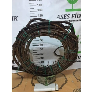 7-8 Metre Yedi̇veren Beyaz Üzüm Fi̇dani