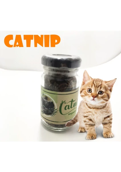 Catnip Doğal Kedi Otu - Kedi Nanesi-