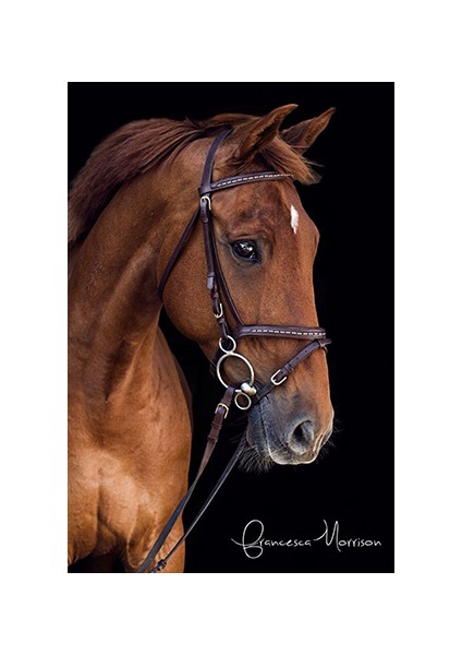 Canvas Derin Bakışlı At Sayılarla Boyama Seti Kasnaklı 60 x 75 cm