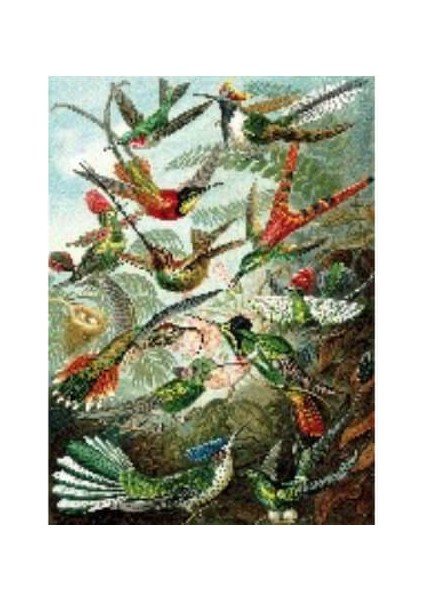 Canvas Yeşil Kuş Cenneti Sayılarla Boyama Seti Rulo 70 x 90 cm