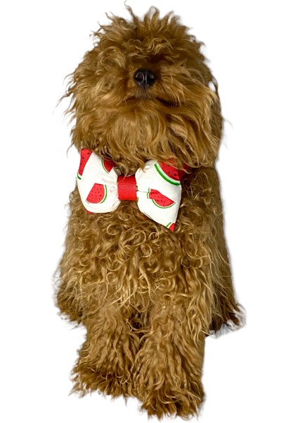 Ayarlanabilir Kedi Köpek Papyonu Watermelon