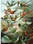 Canvas Yeşil Kuş Cenneti Sayılarla Boyama Seti Rulo 70 x 90 cm 1