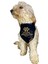 Pawsome Tasma Fular Bandana 3