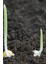 Organikbahçesi %100 Organik Yıllanmış ve Doğal Kurutulmuş Sağlıklı Bitki Gübresi (300GR-KOYUN Gübresi) 2