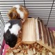 Cadia 3 1 Sevimli Evcil Hayvan Yağ Hamster Gıda Standı Kase Besleyici Çanak Merdiveni ile Set (Yurt Dışından)