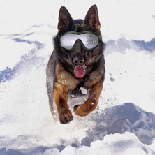 Cadia Köpek Gözlük Şık Rüzgar Geçirmez Uv Koruma Güneş Gözlüğü Göz Giyim Koruma (Yurt Dışından)