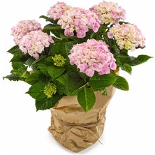 Nandina Botanik Aşılı Tüplü Ortanca Çiçeği Fidanı-Pudra