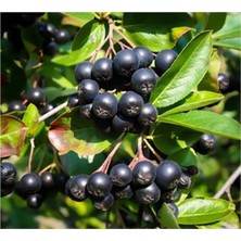 Alparonya Kayseri Tüplü Alparonya (Aronia) Viking Chokeberry Fidanı 1 Yaş