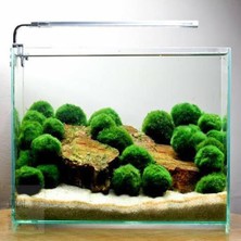 İthal Bitki Marimo Moss Ball 2-3cm Yosun Topu Canlı Bitki