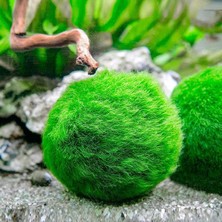 İthal Bitki Marimo Moss Ball 2-3cm Yosun Topu Canlı Bitki