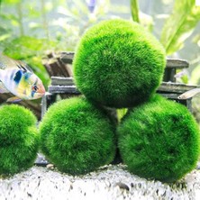 İthal Bitki Marimo Moss Ball 2-3cm Yosun Topu Canlı Bitki