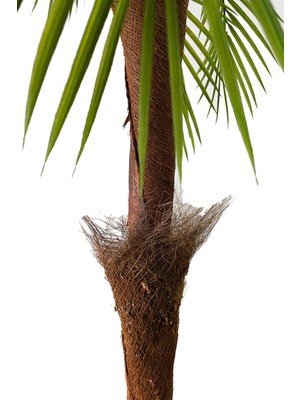 Hediye Vitrini Yapay Ağaç Odun Saksı Da Life Sarılı Palmiye Ağacı Tropikal Areka Ağacı 85 cm