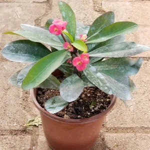 Berke Fidancılık Büyük Boy Kırmızı Euphorbia Milli / Dikenler Tacı, Saksıda