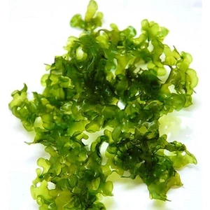 İthal Bitki Pellia Moss Eski Sarım Canlı Bitki 5x5 cm