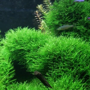İthal Bitki Taiwan Moss Cup Canlı Bitki