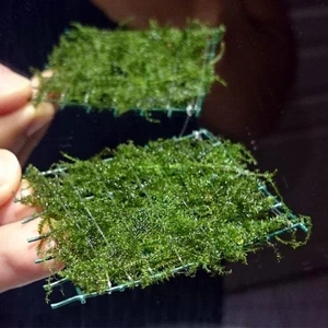 İthal Bitki Bubble Moss Tele Sarılı 5X5CM Yeni Sarım Canlı Bitki