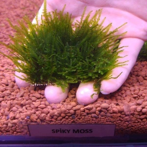 İthal Bitki Spiky Moss Tele Sarılı 5X5CM Yeni Sarım Canlı Bitki