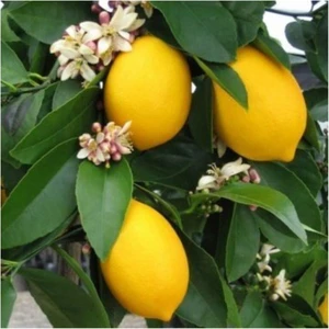 Gloria Fidancılık Tüplü Aşılı Mayer Limon Fidanı 2 Yaş (130-160 Cm)