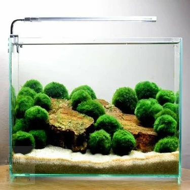 İthal Bitki Marimo Moss Ball 2-3cm Yosun Topu Canlı