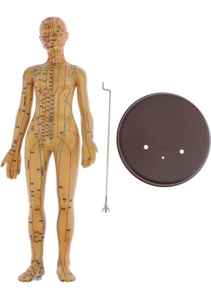 48 cm Insan Akupunktur Kadın Model (Yurt Dışından)