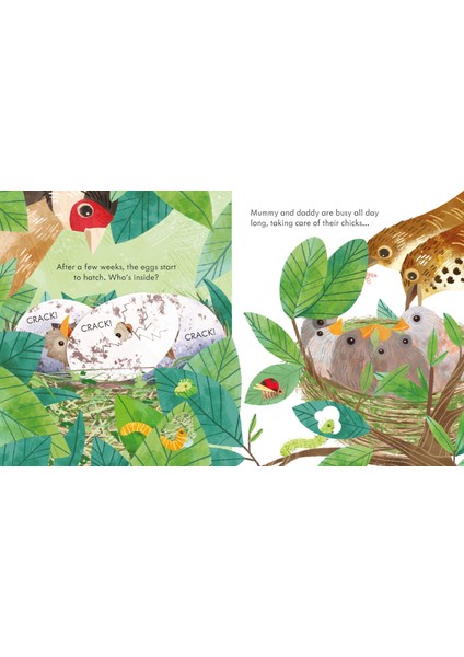 Peep Inside: a Bird's Nest