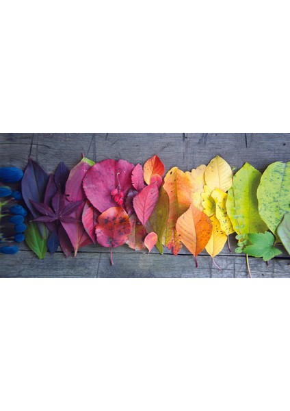 Kurutulmuş Renkli Yapraklar Duvar Dekorasyon
