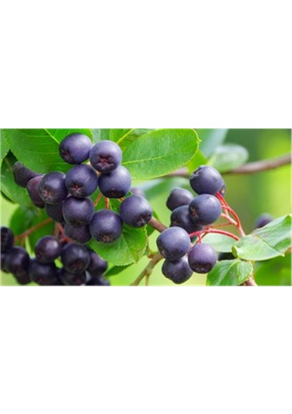 Tüplü Aronya (Aronia) Viking Chokeberry Fidanı 1 Yaş