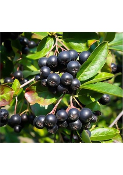 Kayseri Tüplü Alparonya (Aronia) Viking Chokeberry Fidanı 1 Yaş