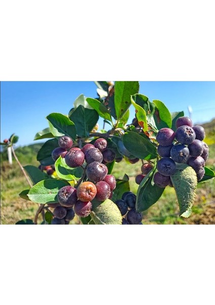 Kayseri Tüplü Alparonya (Aronia) Viking Chokeberry Fidanı 1 Yaş fırsatları