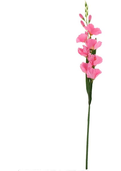 Canlı Gladiolus Çiçek Bitki Süs 80 cm Dekor Pembe (Yurt Dışından)