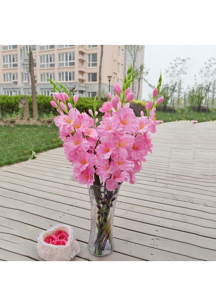 Canlı Gladiolus Çiçek Bitki Süs 80 cm Dekor Pembe (Yurt Dışından)