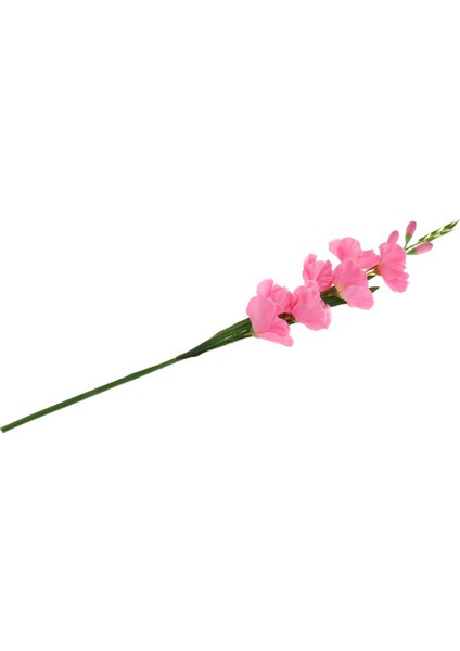 Canlı Gladiolus Çiçek Bitki Süs 80 cm Dekor Pembe (Yurt Dışından)