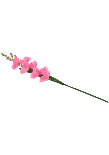 Canlı Gladiolus Çiçek Bitki Süs 80 cm Dekor Pembe (Yurt Dışından)