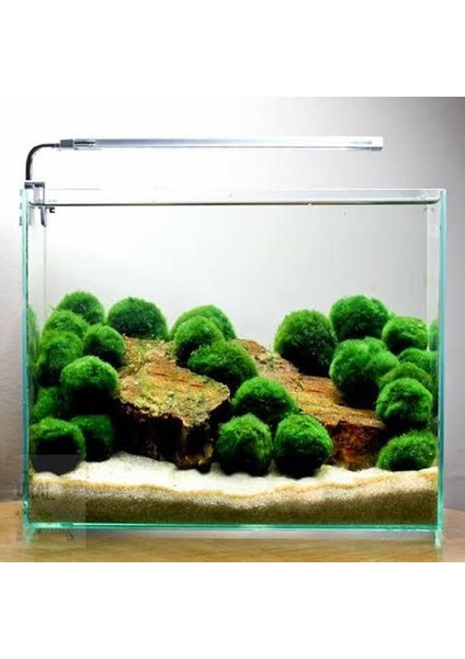 İthal Bitki Marimo Moss Ball 2-3cm Yosun Topu Canlı Bitki