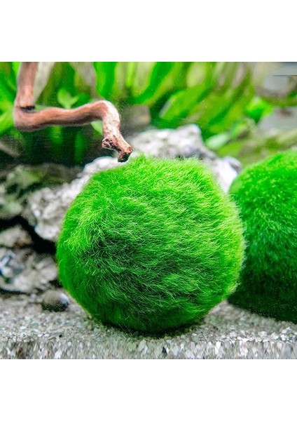 İthal Bitki Marimo Moss Ball 2-3cm Yosun Topu Canlı Bitki