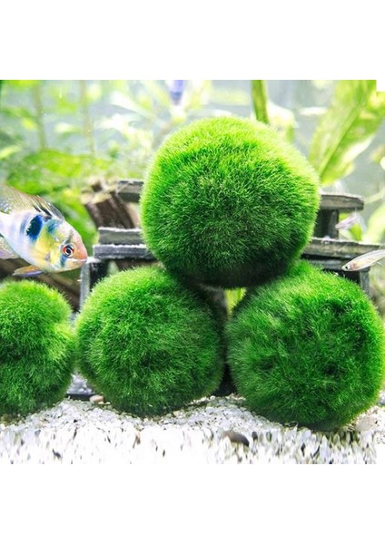 İthal Bitki Marimo Moss Ball 2-3cm Yosun Topu Canlı Bitki