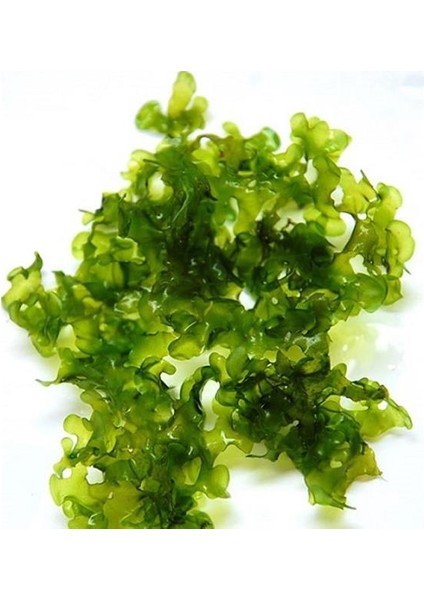 İthal Bitki Pellia Moss Eski Sarım Canlı Bitki 5x5 cm