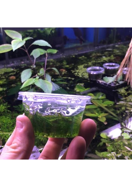 Taiwan Moss Cup Canlı Bitki fiyatları